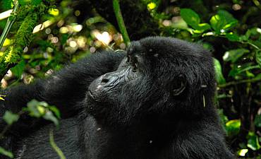 Highlights Of Uganda Safari