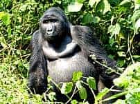 Uganda Bwindi Gorilla & Murchison Falls Wildlife Safari