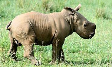 8 Days – Active Adventure Kenya Safari